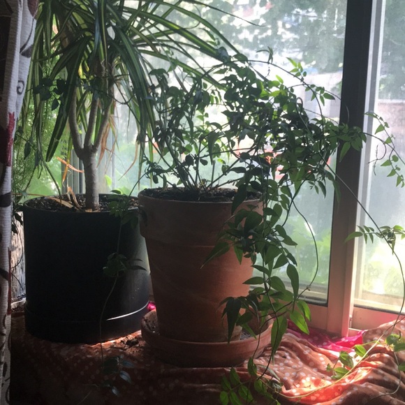 Common Jasmine - Picture 2 of 10